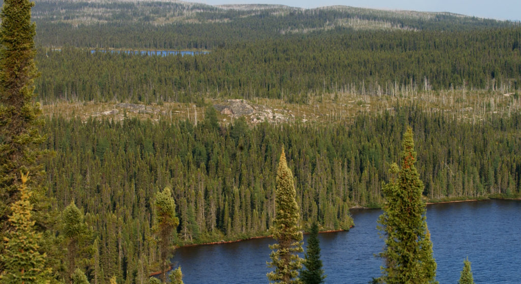 Boreal forest in the Canadian north