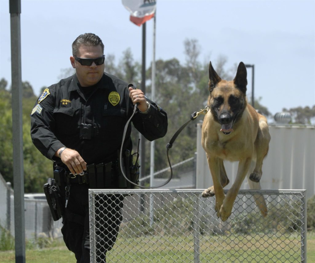 Meet Dusty, The San Diego Police Dog - Govx Blog